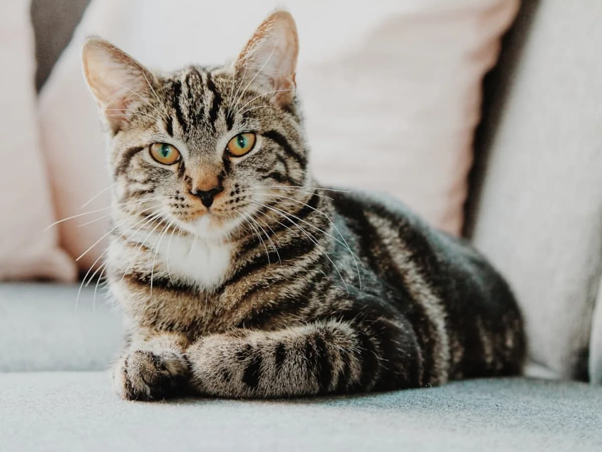 British Shorthair pişik balası